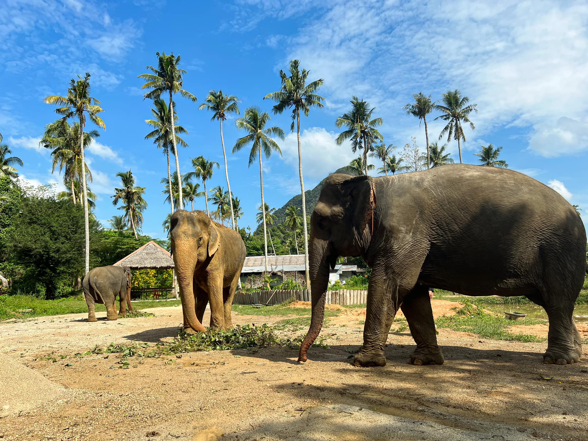 Krabi Elephant Sanctuary | Half-Day Tour (No Riding) | Travel South